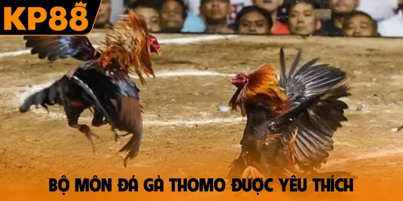 Bộ môn đá gà Thomo được yêu thích